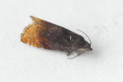 Pammene rhediella